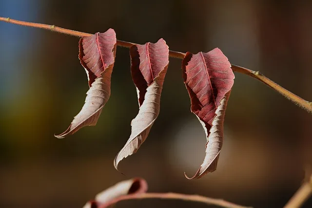 winter, natural, branch, the leaves, shriveled, suspension, marginal. Prissättning i svenska branscher: kostnader, marginal och konkurrens